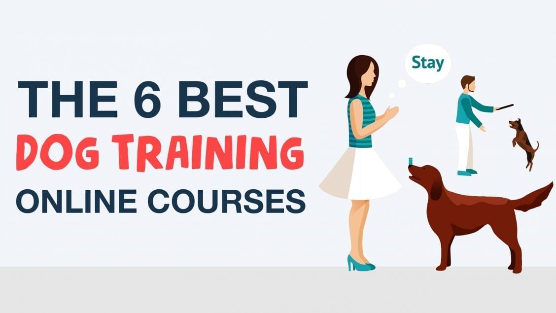dog training online courses feature image